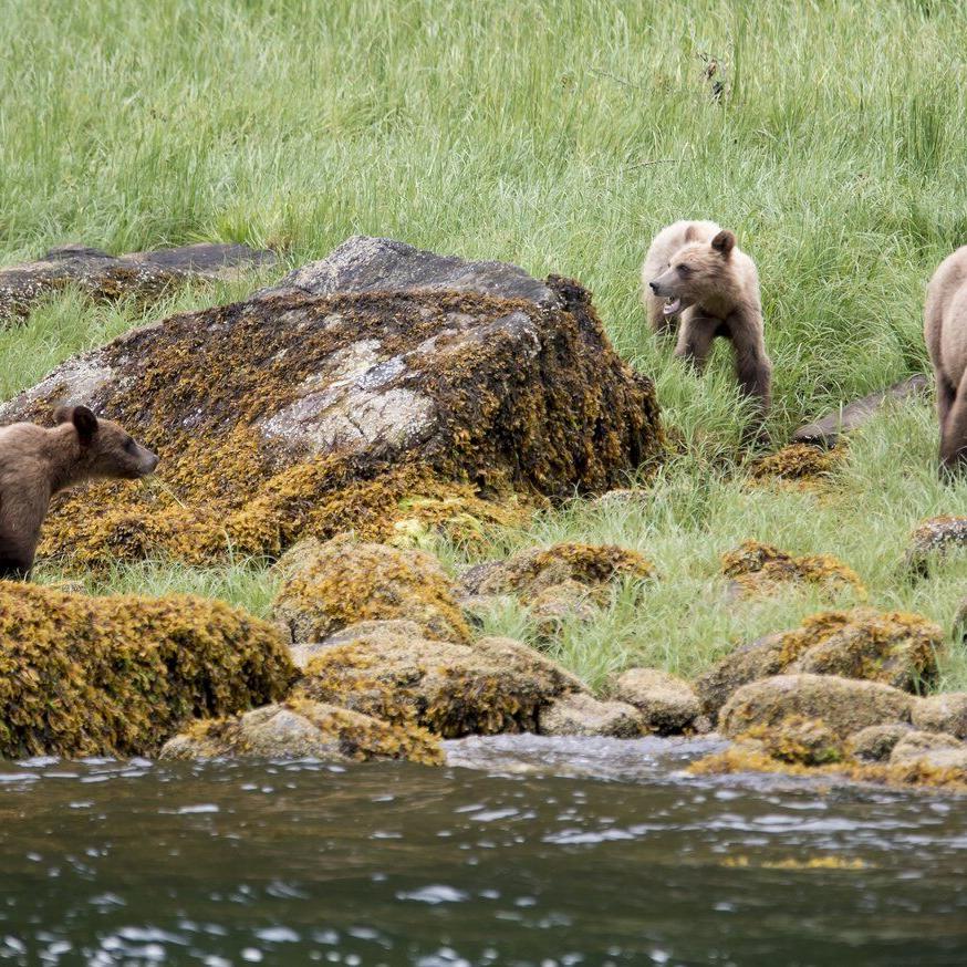 Ecotour grizzlies less likely to encounter conflict with humans, B.C. study suggests
